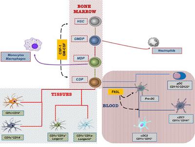 Dendritic Cells Are the Intriguing Players in the Puzzle of Idiopathic Pulmonary Fibrosis Pathogenesis